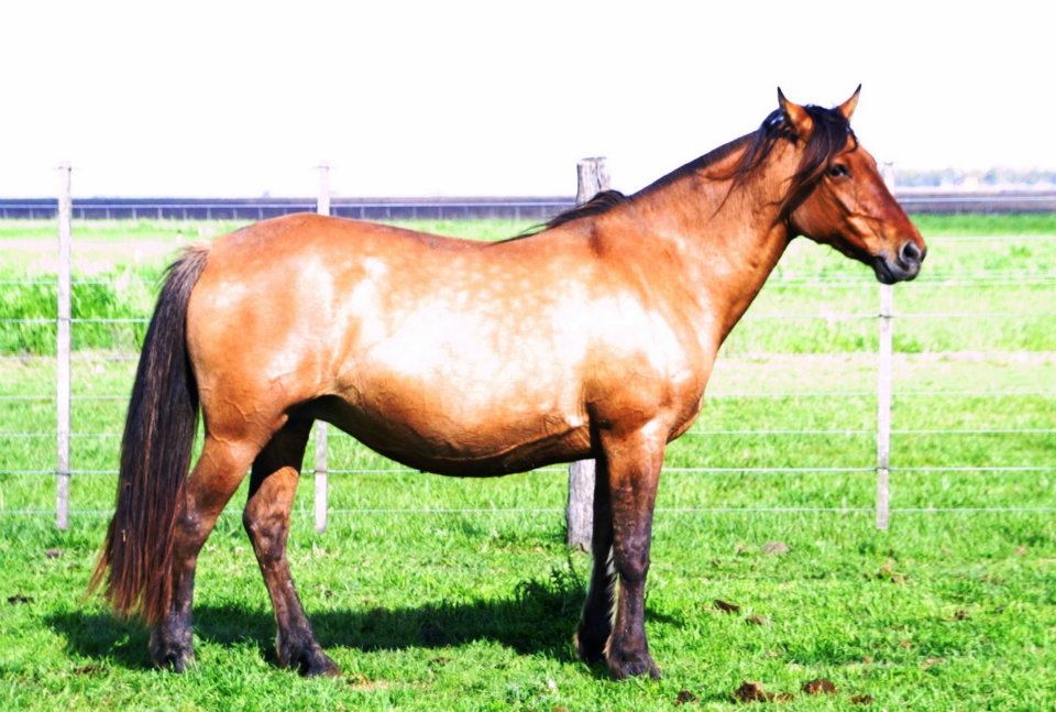 Dos Estribos: Ejemplar: ALTANERO CHIMITA - RP 326 - SBA 062371 D