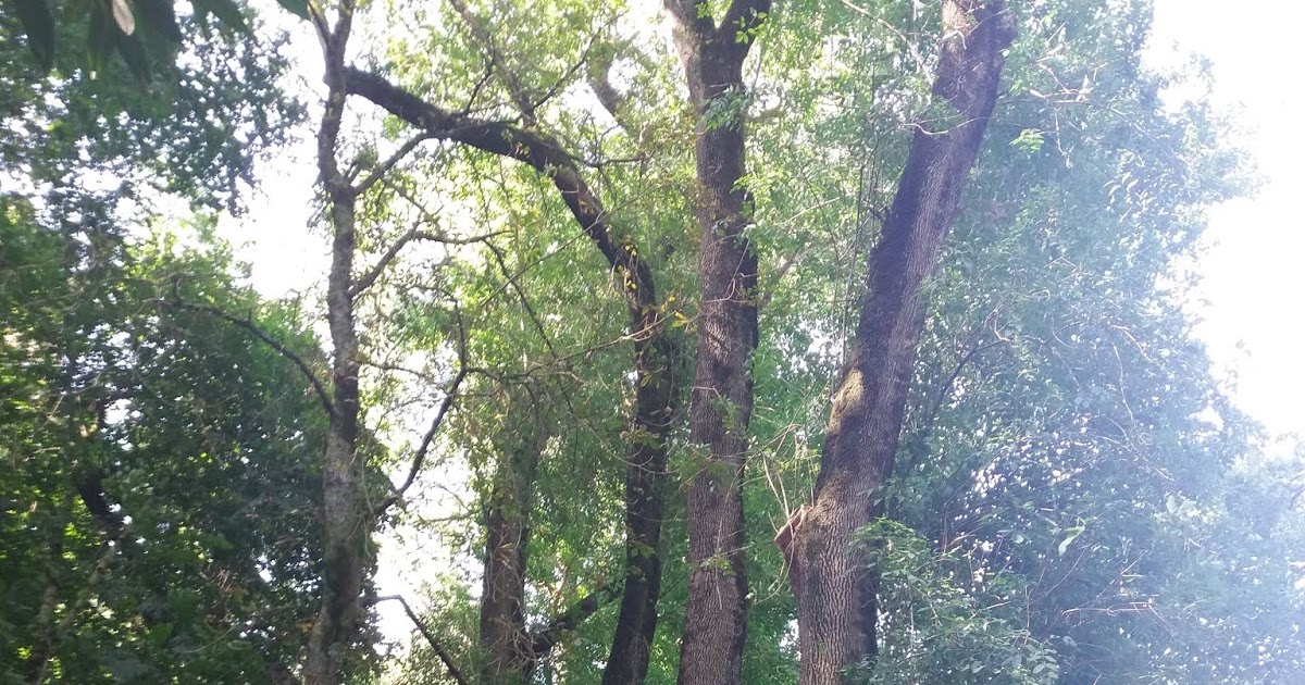 Pulmón Verde: El Bosque Mata de Bucaco y Jardín (Luso Portugal)