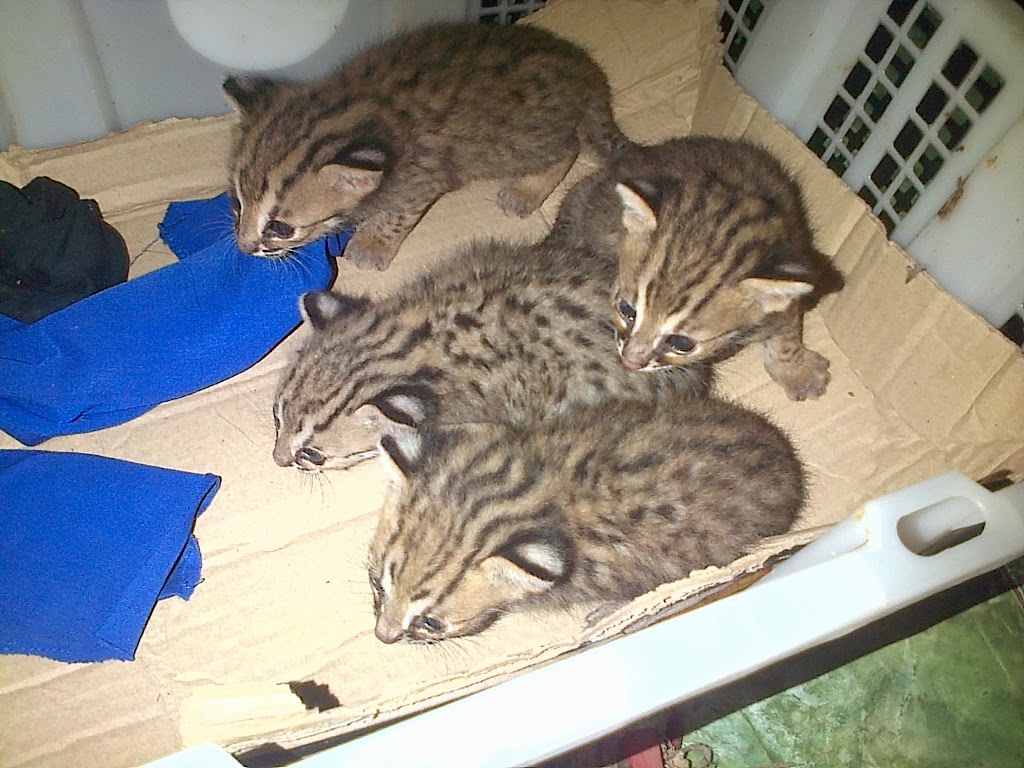 Jual Beli Satwa Unik Indonesia: Jual blacan (kucing hutan) / macan rembang