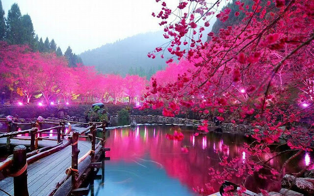 12 صورة رائعة لجمال أزهار الكرز في اليابان