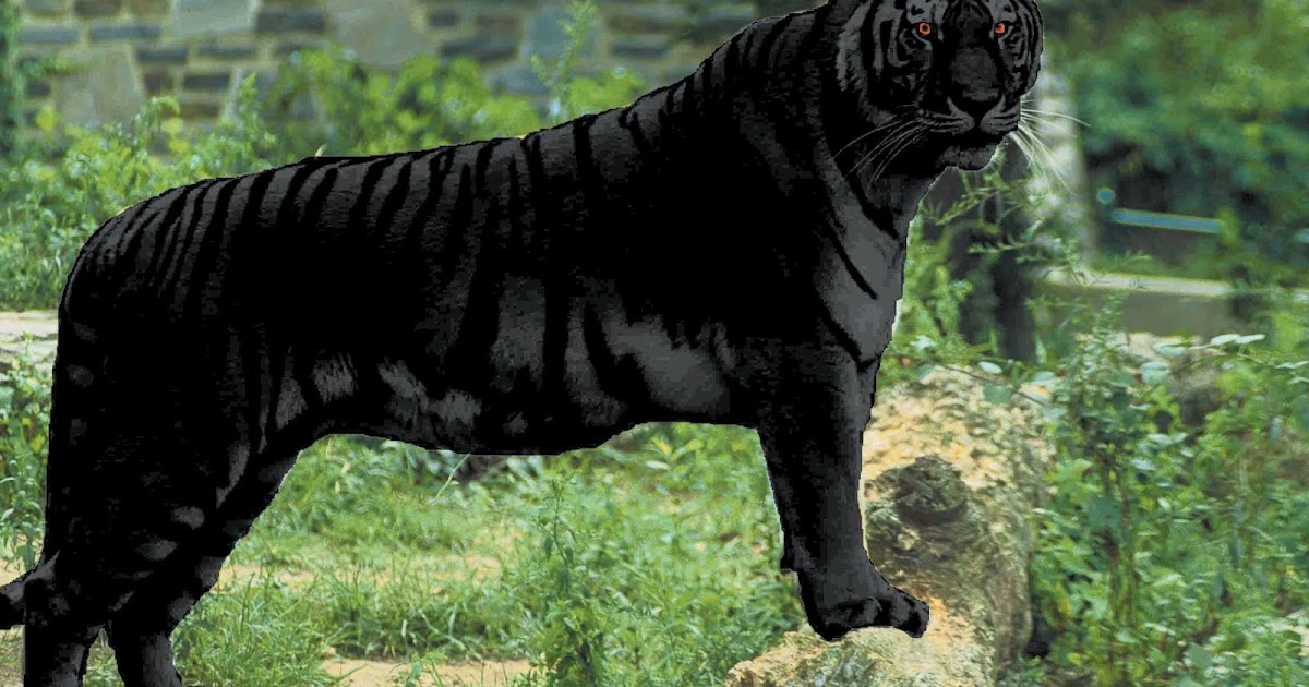 ShukerNature: THE BLACK TIGER – A VERITABLE BÊTE NOIRE OF MYSTERY CATS