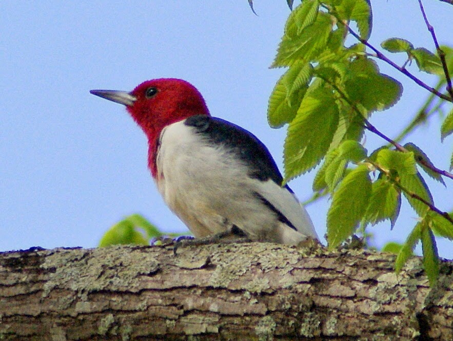 SE Texas Birding & Wildlife Watching: Houston Area Woodpeckers