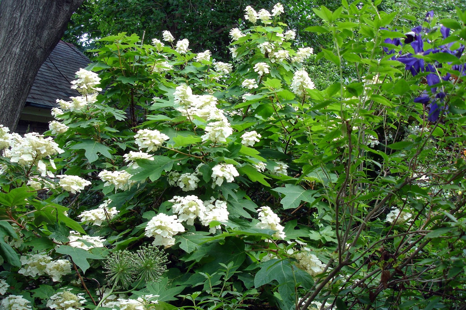 [Liste] Hydrangea Tree Types