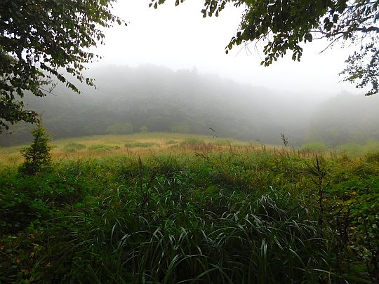 Śródleśna polana na przełęczy oddzielającej Lysý vrch od grzbietu granicznego.