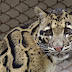 Se extingue subespecie del leopardo nublado