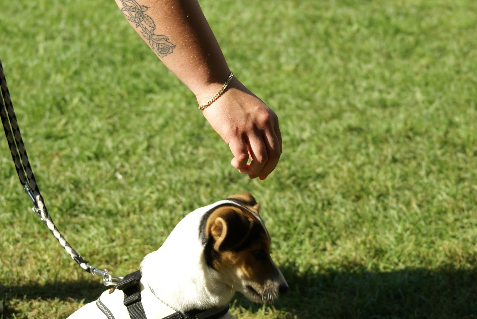 Canilogie was Du NIE über Hunde wissen wolltest&hellip; Der Hund funkt SOS