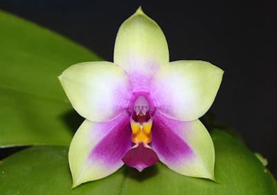 Phalaenopsis bellina care and culture