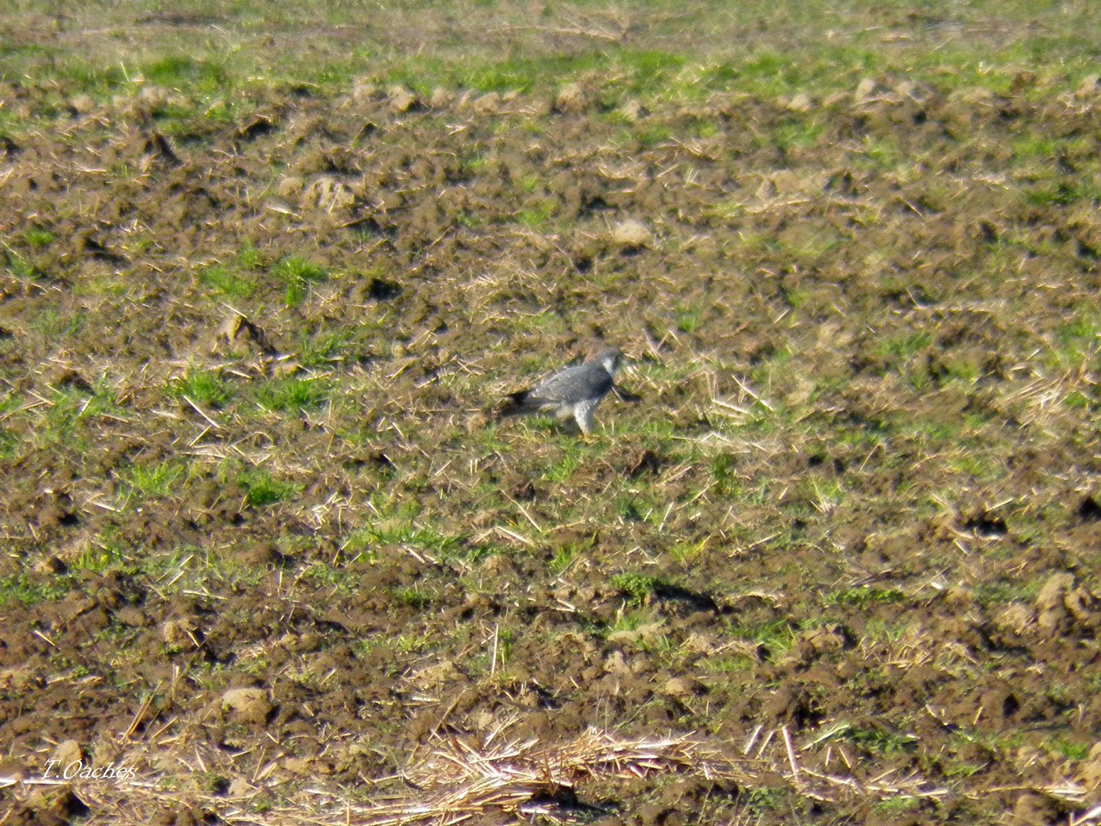 PASARI DIN ROMANIA: SOIM CALATOR, Falco peregrinus