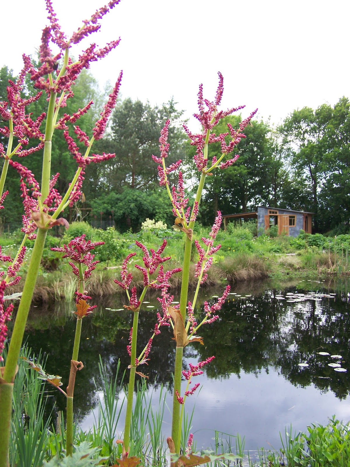 Jan Wilde een Tuin: PRACHTIG MAAR JA