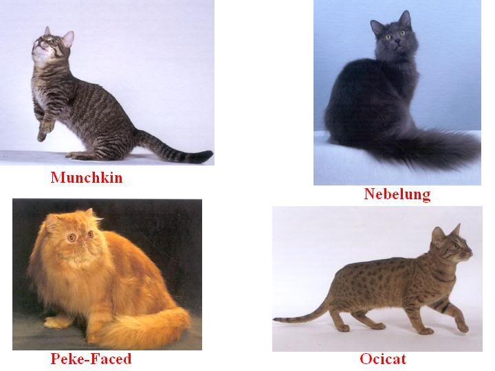 4 ayaklı Dostlarımız Hakkında Herşey Kedi Cinsleri (Resimli)