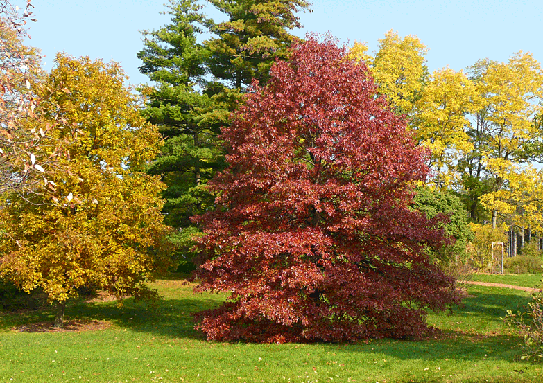 Trees Quercus palustris Pin Oak