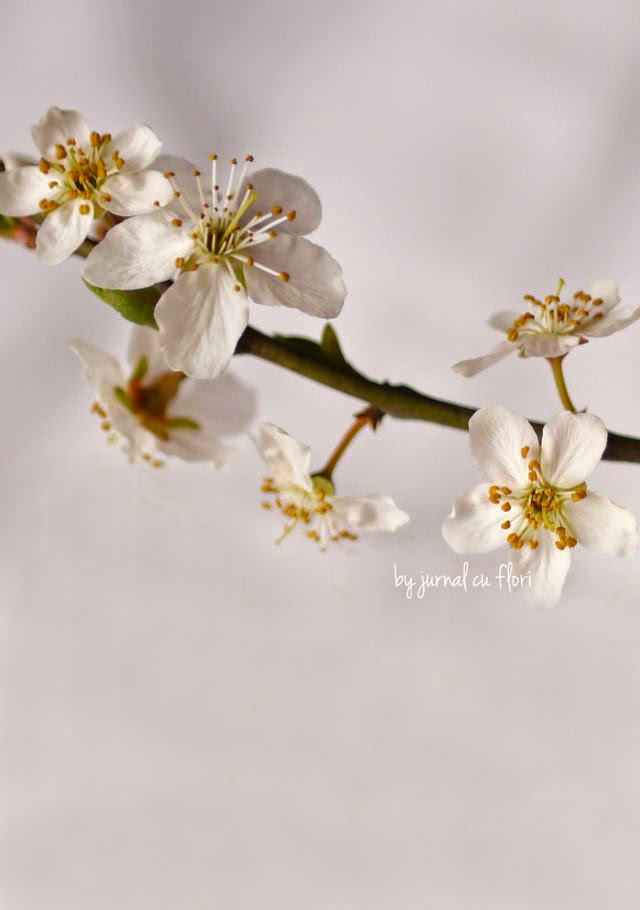 crenguta flori de cires primavara aranjament cherry blossom arrangements