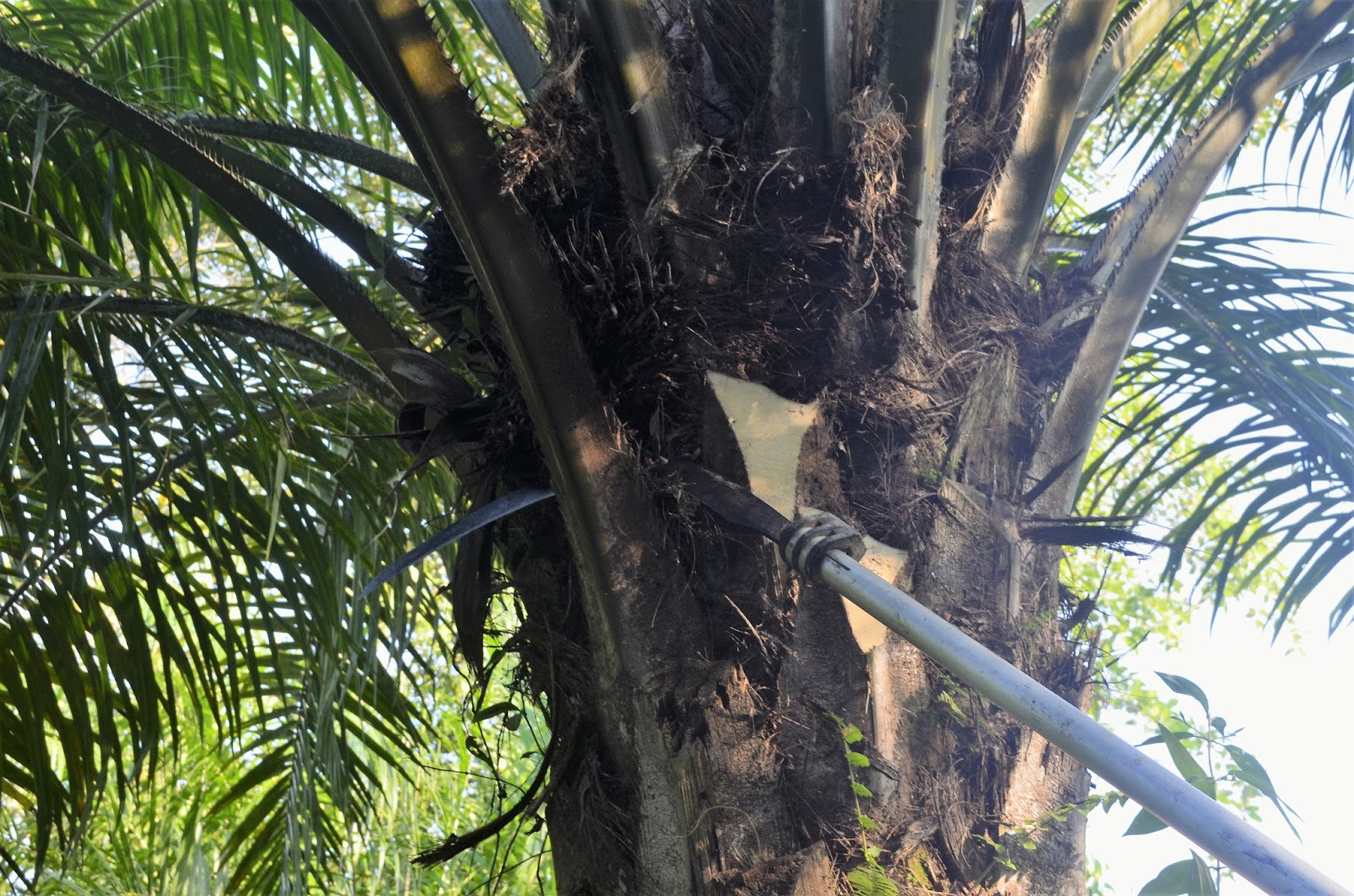 The Kambatik Park, Bintulu. Pruning works to oil palm trees