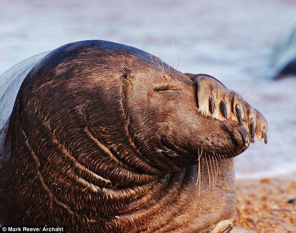 Chú hải cẩu "độc thân vui tính" lăn lộn cười hả hê trên bãi biển