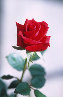 https://commons.wikimedia.org/wiki/File:Red_rose.jpg