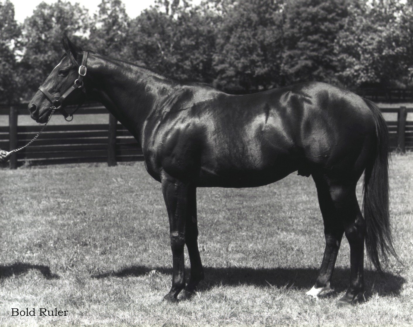 albatroz bloodstock USA: HOW THE NASRULLAH ARE ACTING IN 2012?