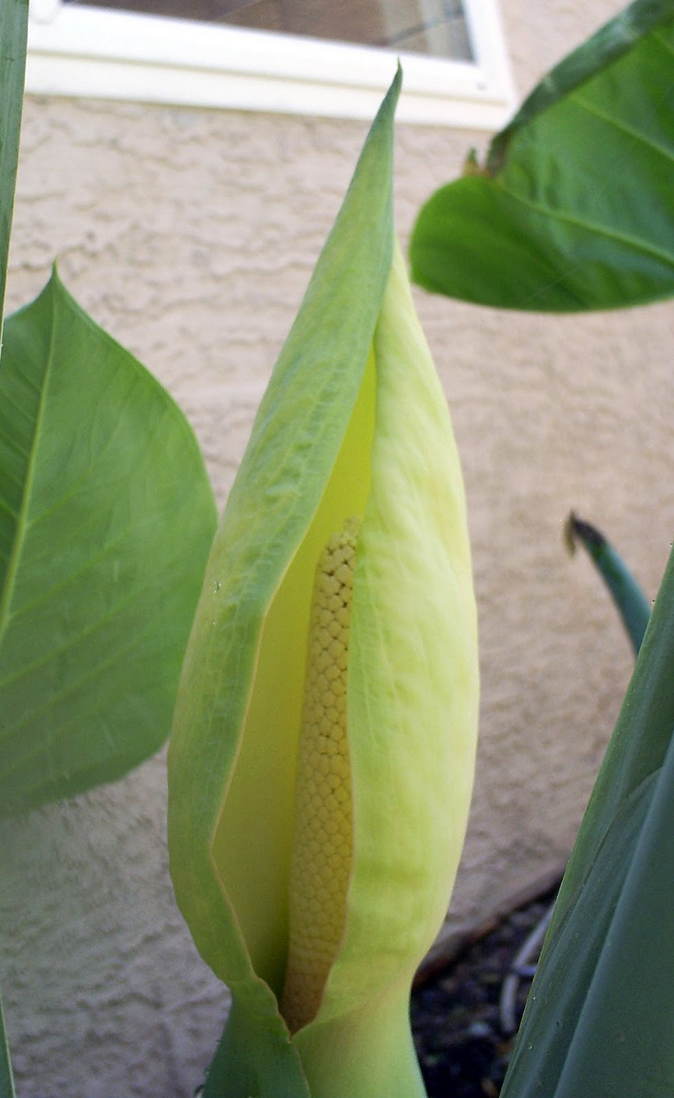 Brad's Tropical Paradise: Elephant Ear flower stalk beginning