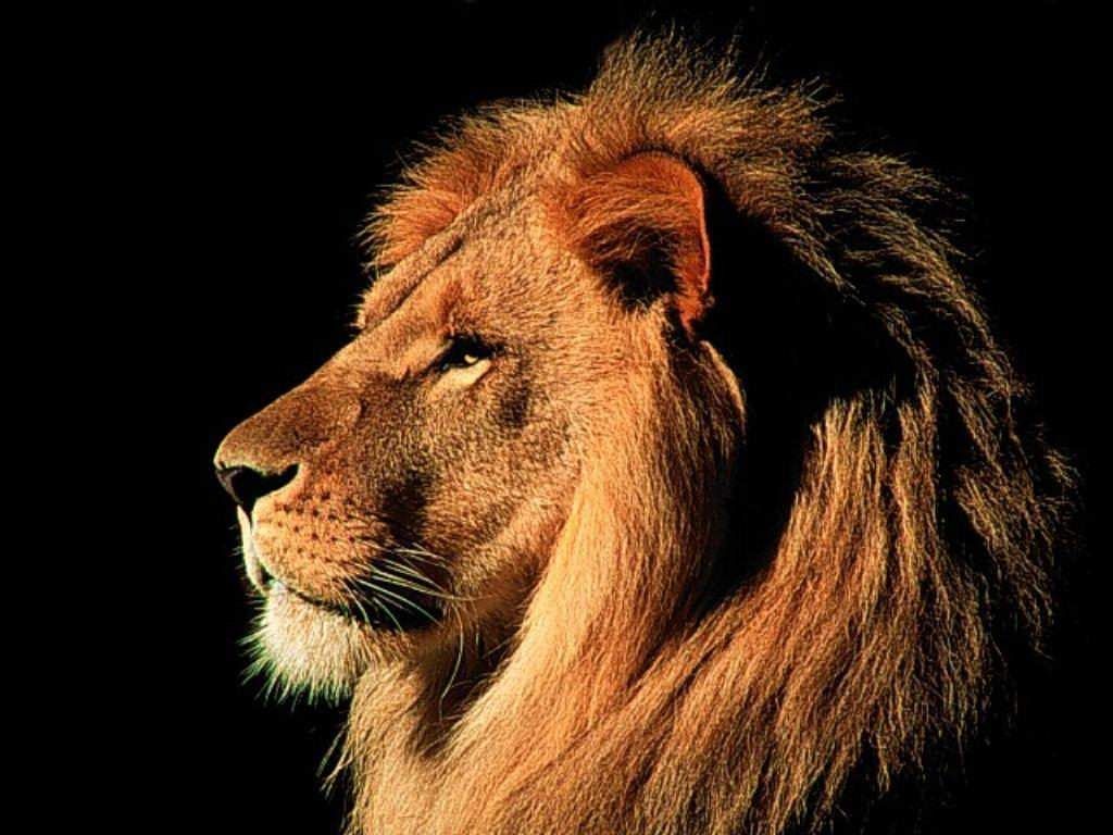 Male Lion Wallpapers - Pets Cute and Docile