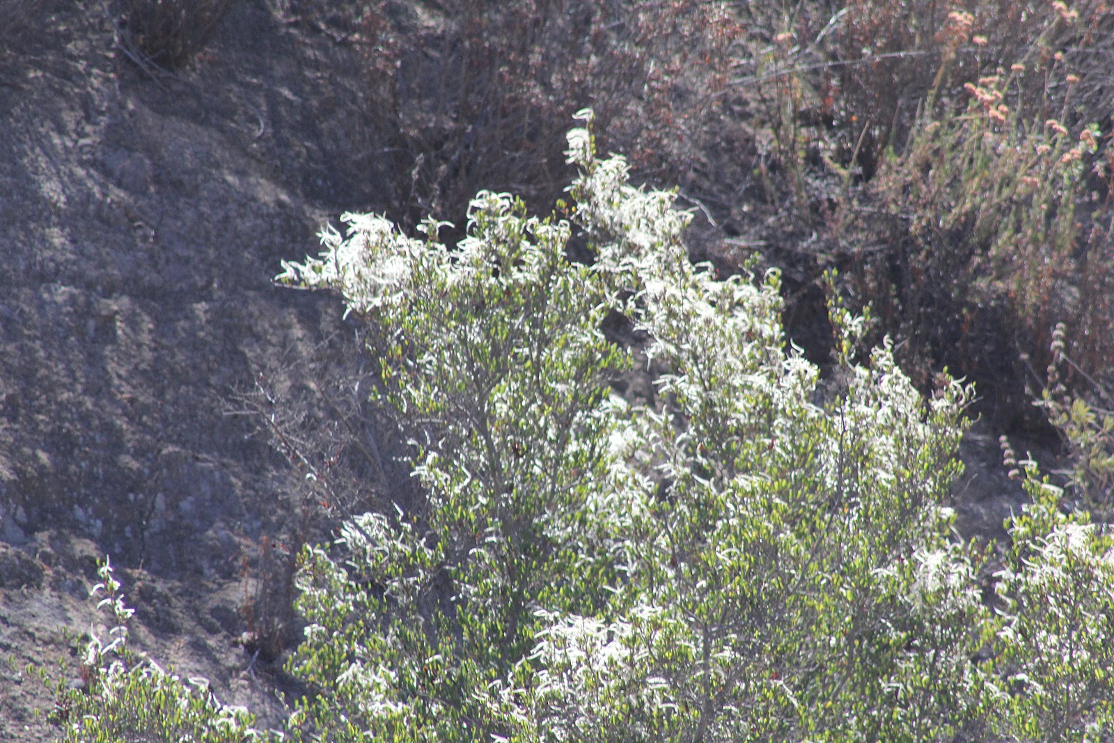 Camissonia's Corner September 2012