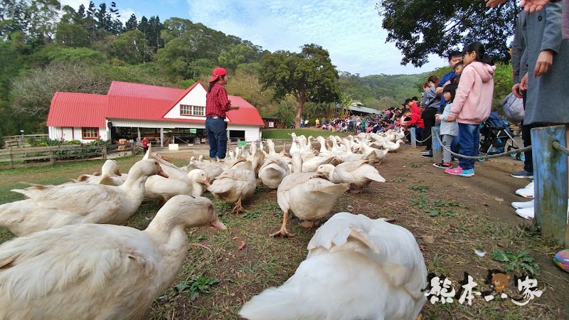苗栗親子必訪|可愛鴨鴨大遊行、兔寶寶、黑山羊生態區~飛牛牧場有趣互動體驗