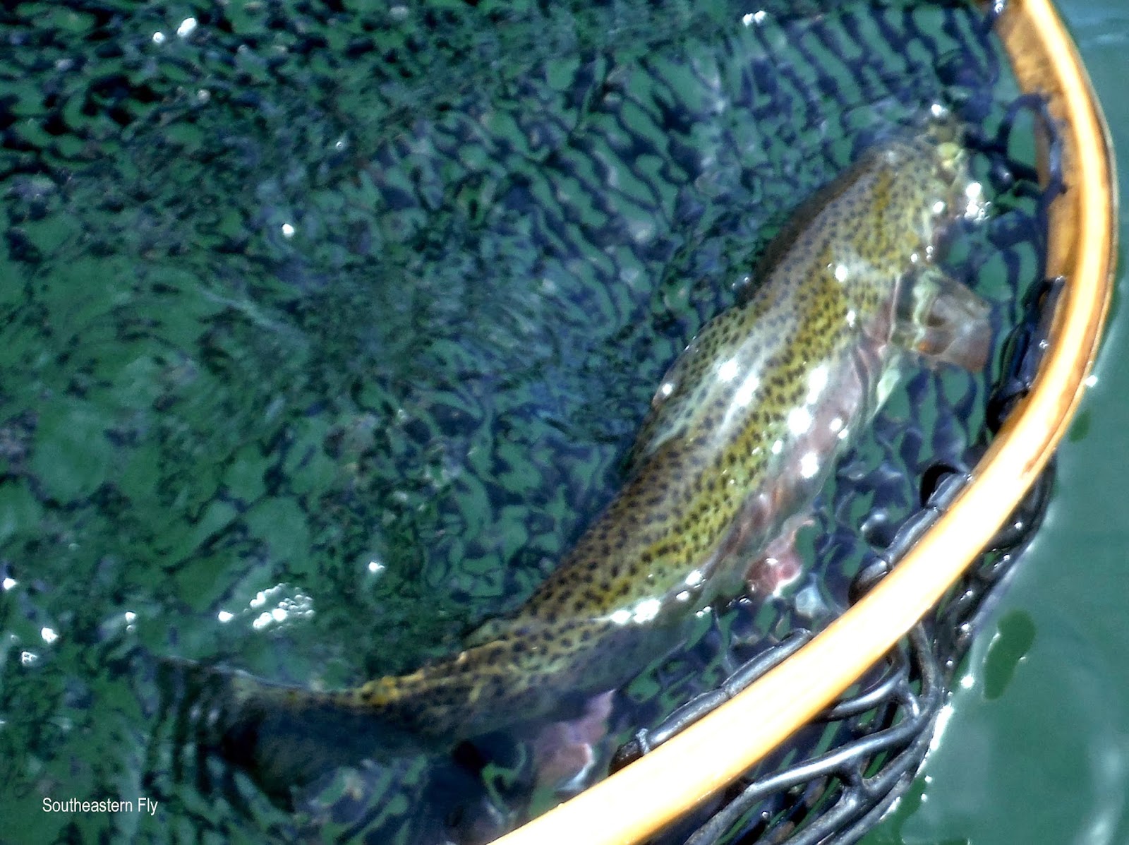 Southeastern Fly Fly Fishing Lynchburg Tennessee