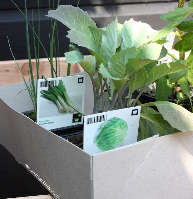 Groente uit eigen tuin! Makkelijke moestuin tips! Groente uit eigen tuin! Makkelijke moestuin tips!