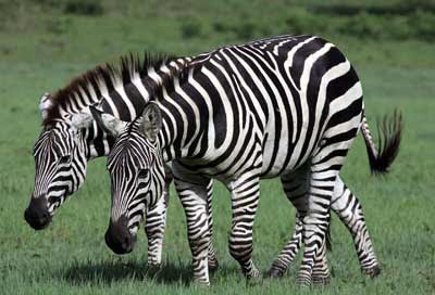 Zebra, Equídeos Nativos da África Zebra, Equídeos Nativos da África