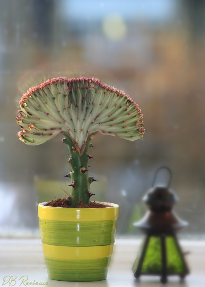 Gifts for Plant Lovers Christmas Plant Gifts DB