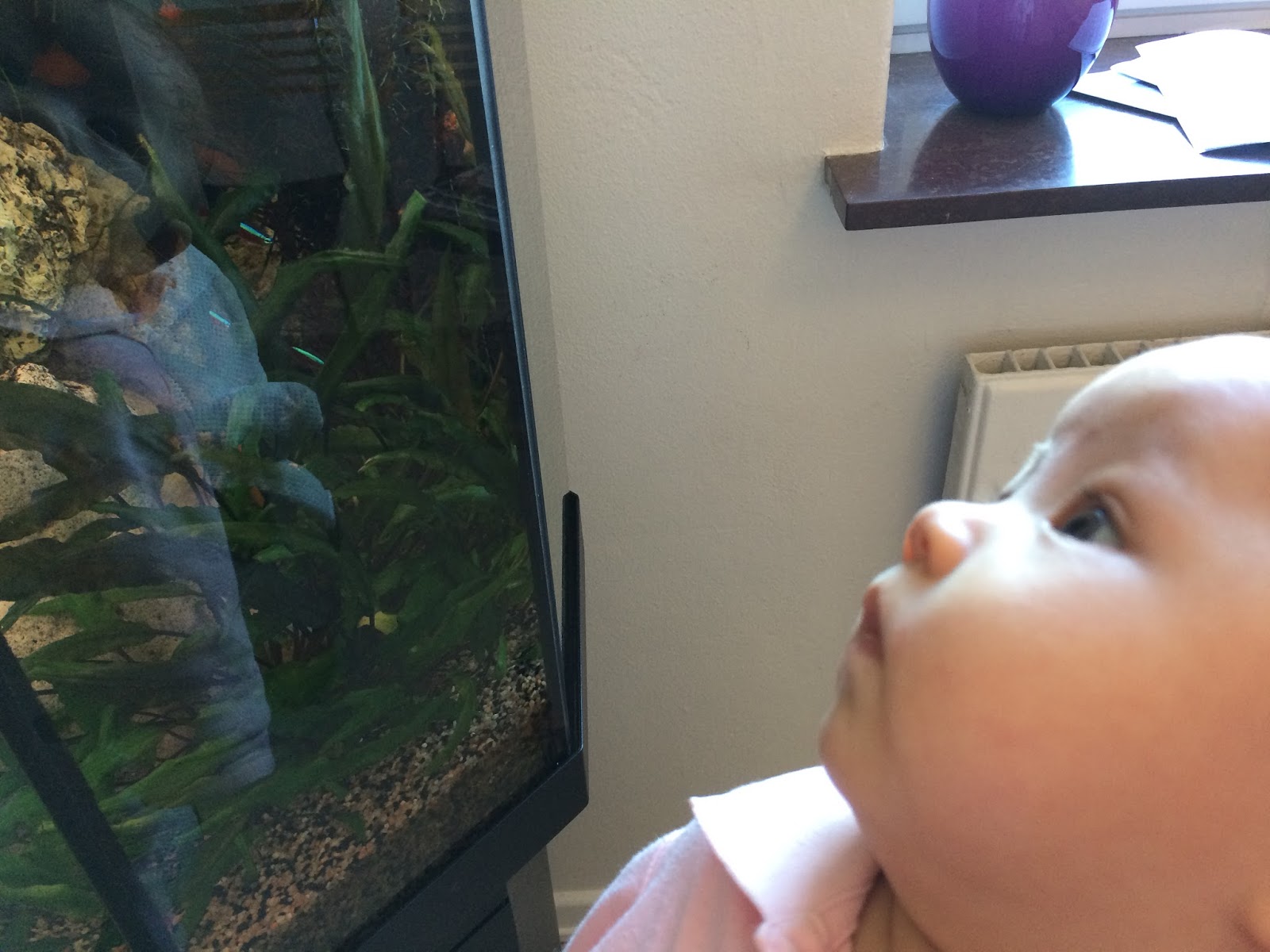Family FECS: Let Baby Look at Fishes in the Fish Tank