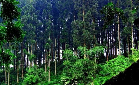 Wisata Hutan Desa Setianegara / Tempat Wisata Alam Subang Yang Bisa