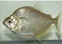 Langkah - Langkah Cara Merawat Ikan Piranha Di Akuarium Cara Merawat Ikan Piranha Brandtii Di Akuarium
