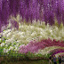 Keindahan Bunga Wisteria Di Jepun Ini Pasti Membuat Anda Terpesona