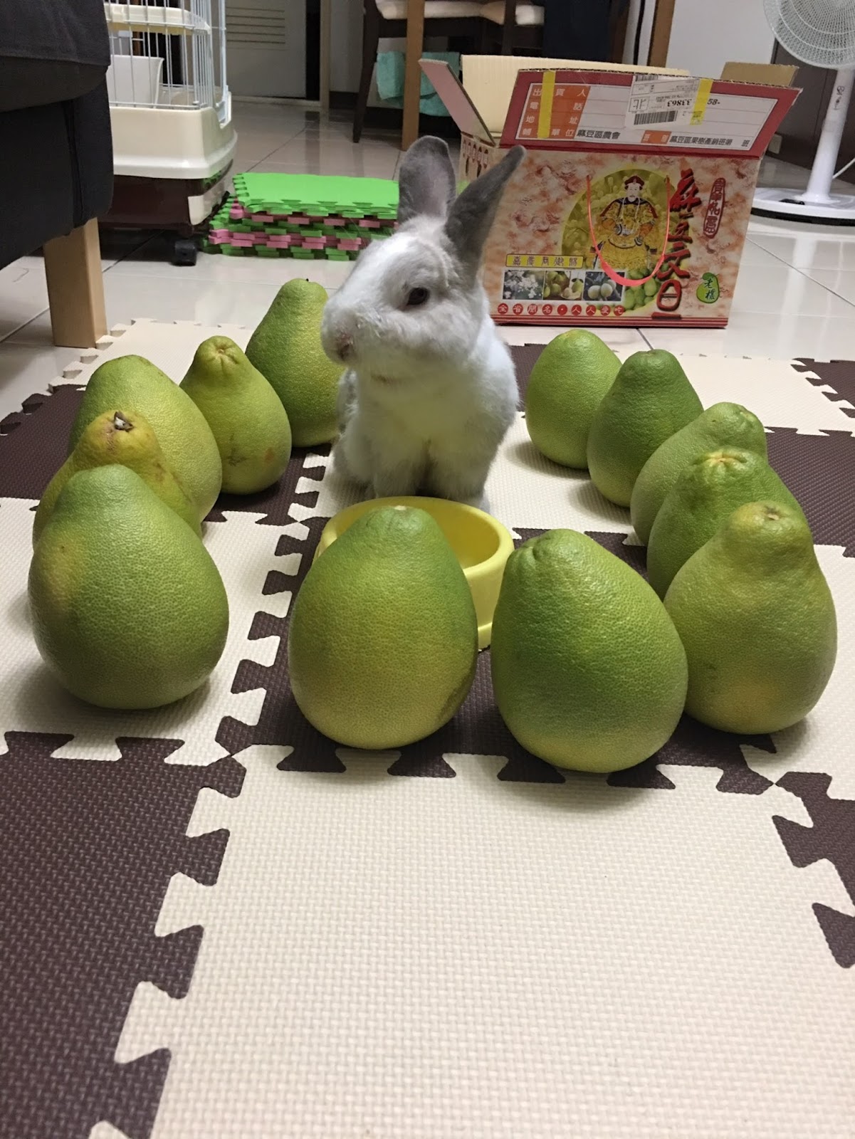 柚子與布丁