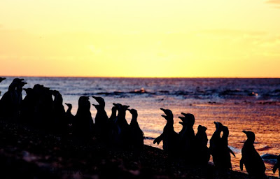 Pinguinos fin de temporada en Península Valdés
