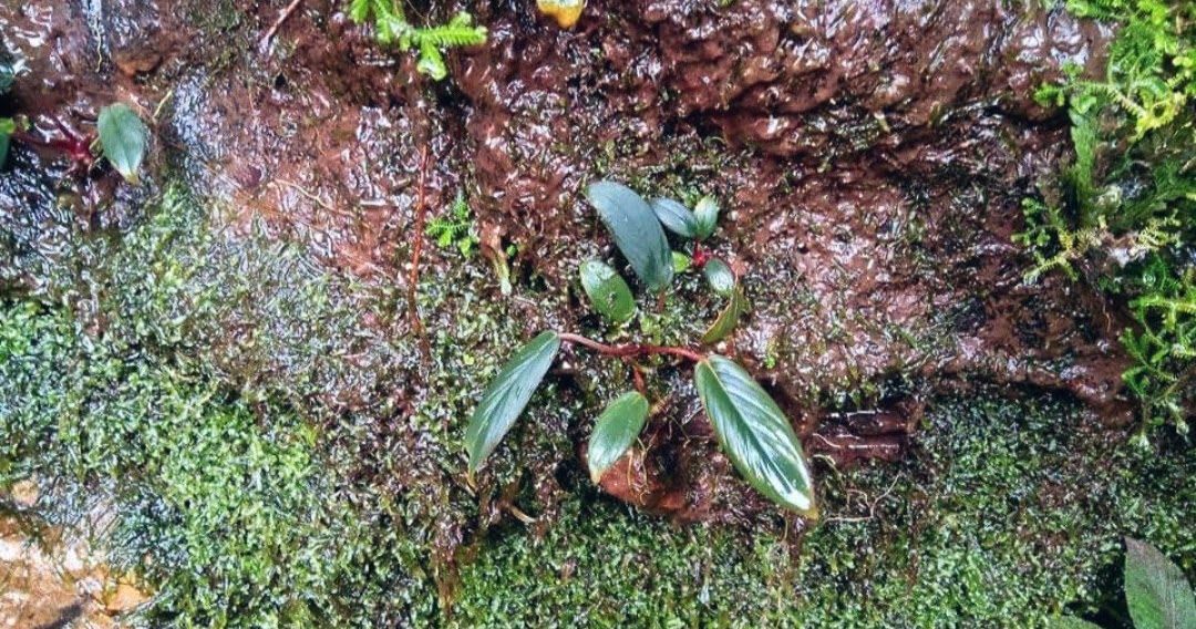 Tips Mencari Tanaman Aquascape Di Sungai Atau Di Alam Liar Harga