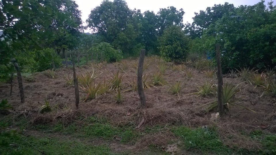 River land for sale, a good place to build dream home on the river Kampot Property's Blog