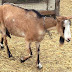 Alpine Goat Characteristics & Milk Production