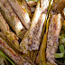 Tupig Recipe