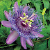 Passiflore danger et effets secondaires (fleur de la passion)