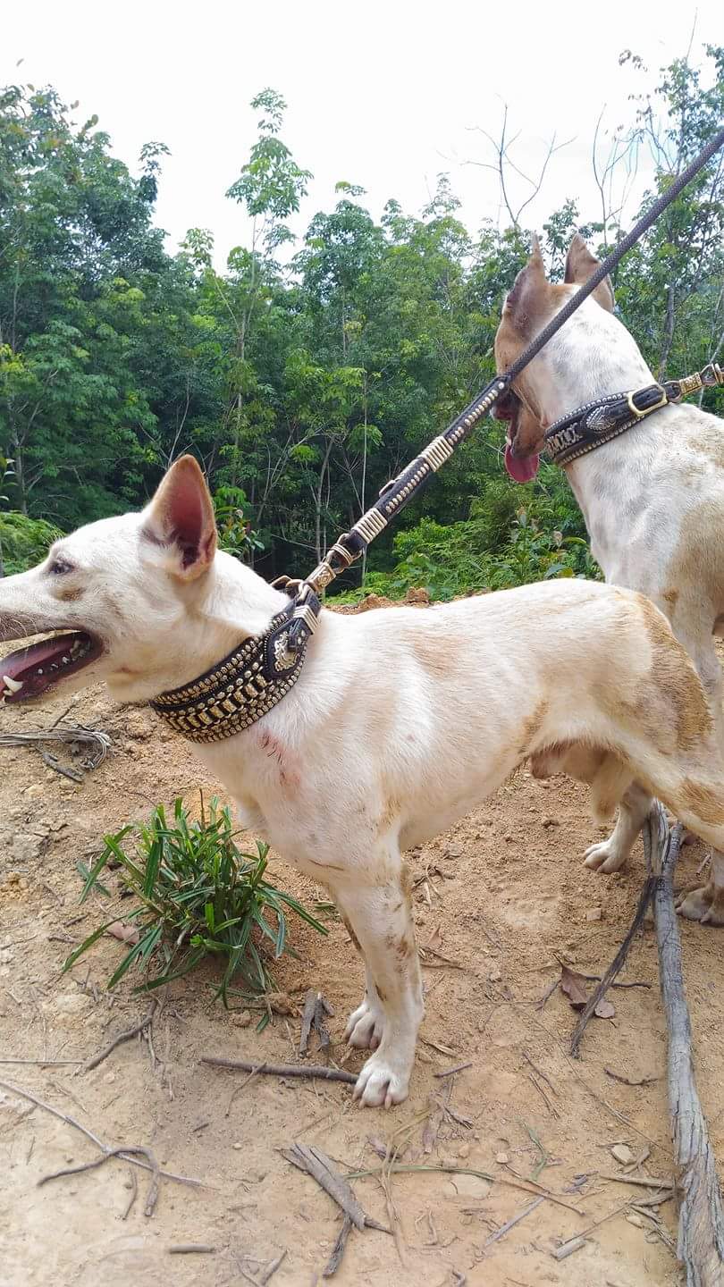 Porbbi Struktur Dan Istilah Dalam Buru Babi Serta Foto Anjing
