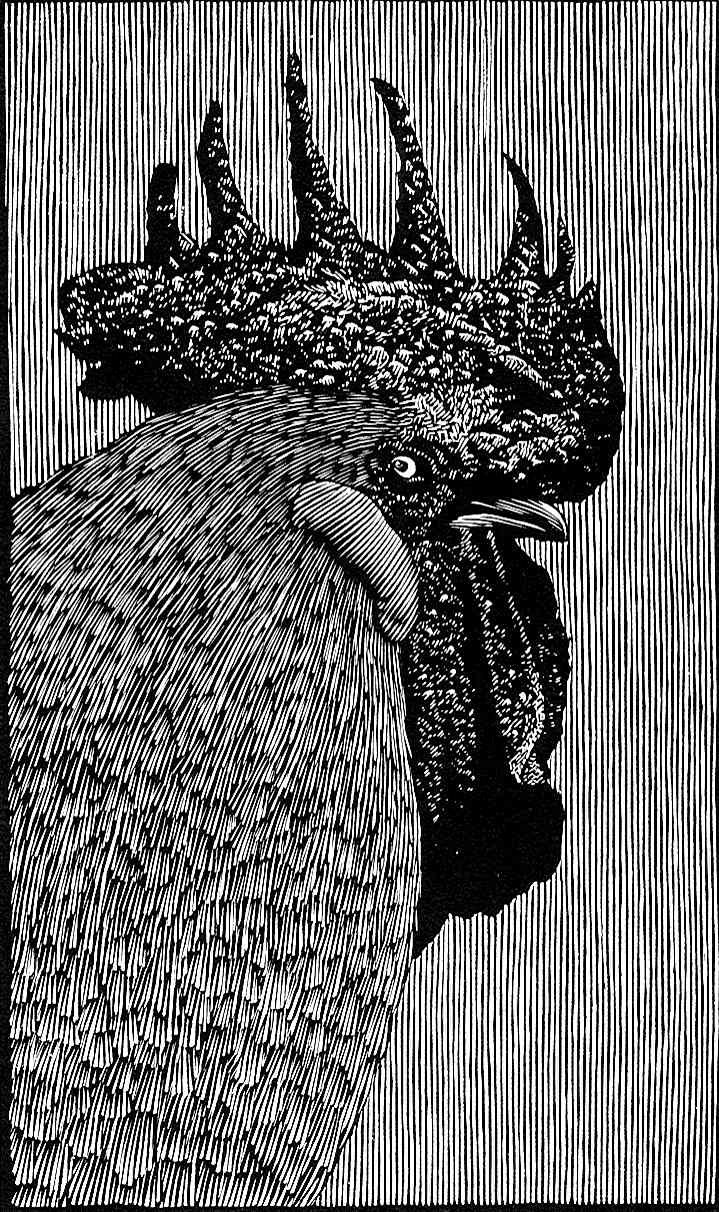 Barry Moser rooster Barry Moser rooster