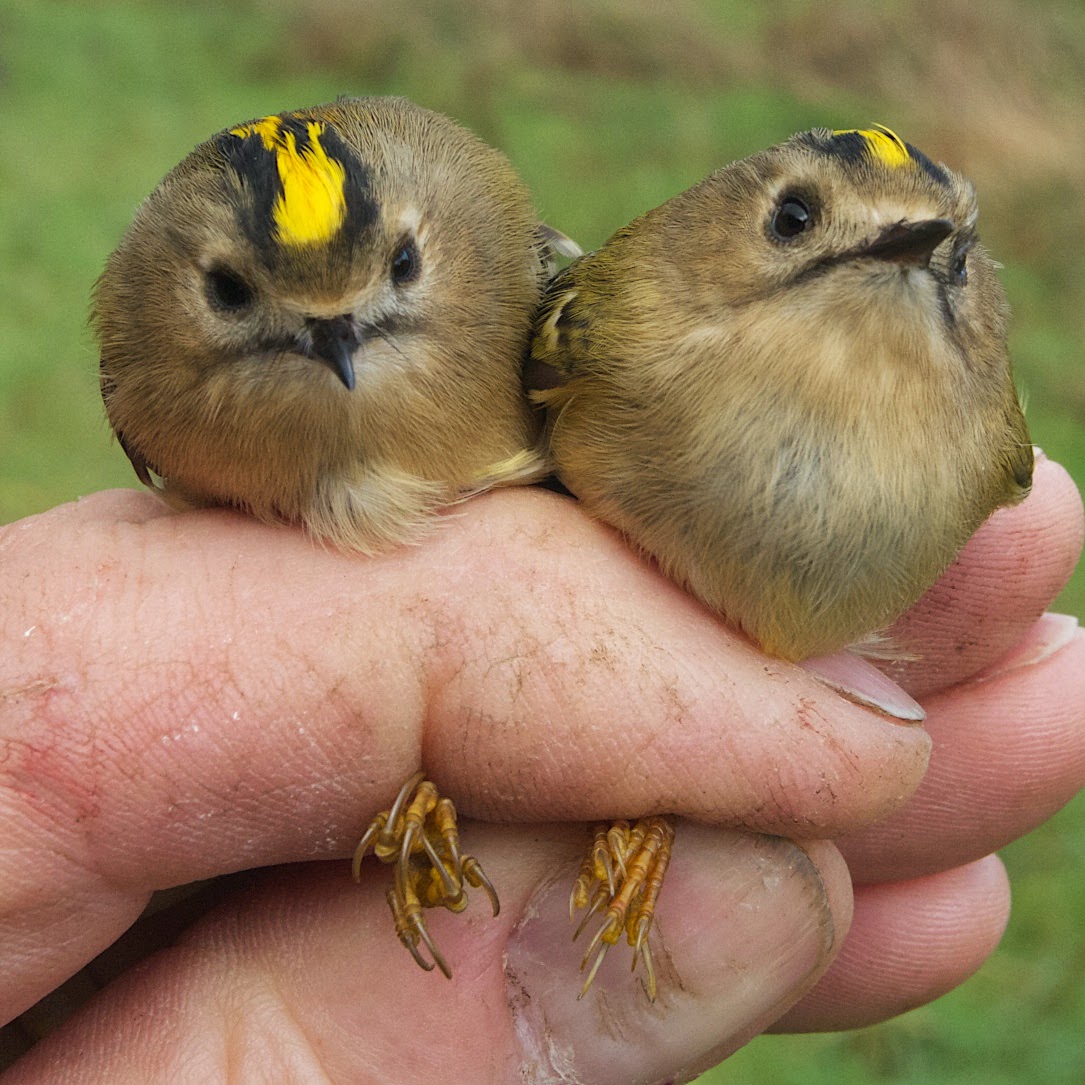 Bird Ringing England Charlie Sargent's bird ringing: Fygyn Common. New site, new nets, new ...