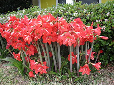 Winter Flowering Plants, Winter Landscaping