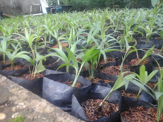 bbit palm comodoria bibit palm comodoria