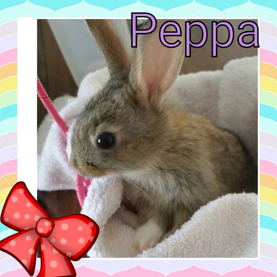 Rabbit Rescue Sanctuary BABY BUNNIES FOR ADOPTION IN TWEED HEADS