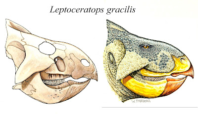Leptoceratops skull