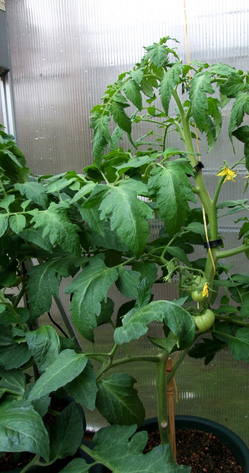 Hydroponic Supporting Cordon or Indeterminate tomatoes in the