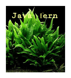 Tanaman Aquascape Low Light Aquascape Pemula