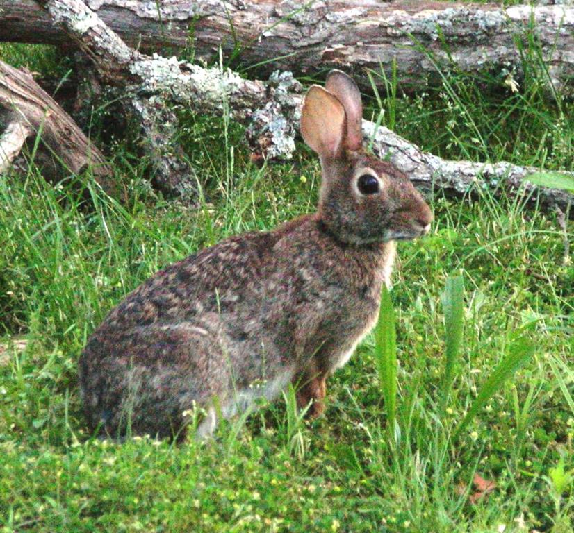 Divinebunbun's Rugged Rural Missouri Rabbits Return