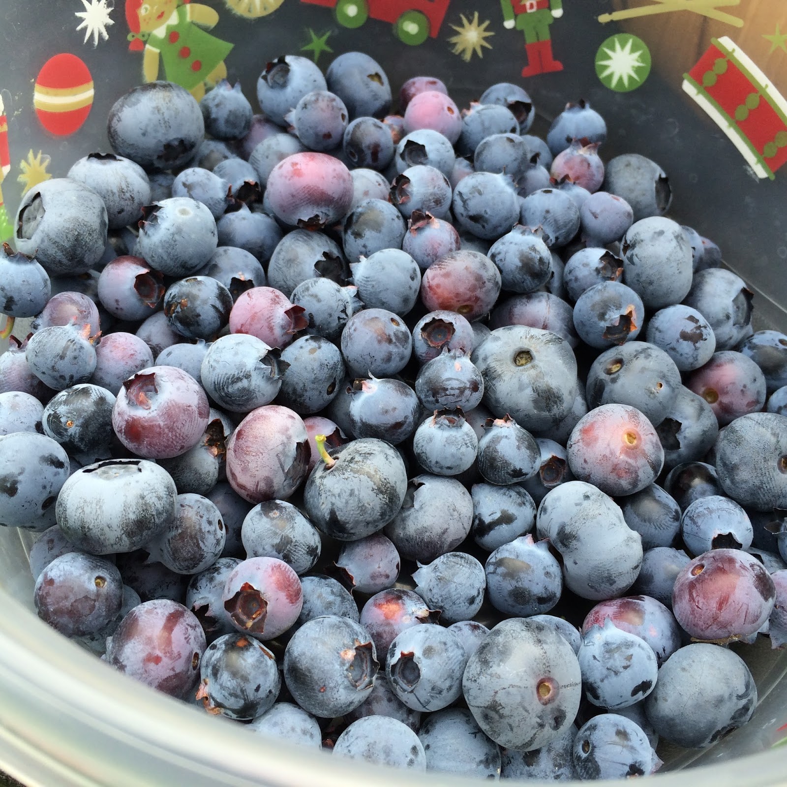 Florida Bee Farm Blueberries and bees, bees, bees